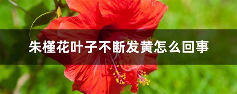 朱槿葉子變黃|朱槿花叶子发黄怎么办